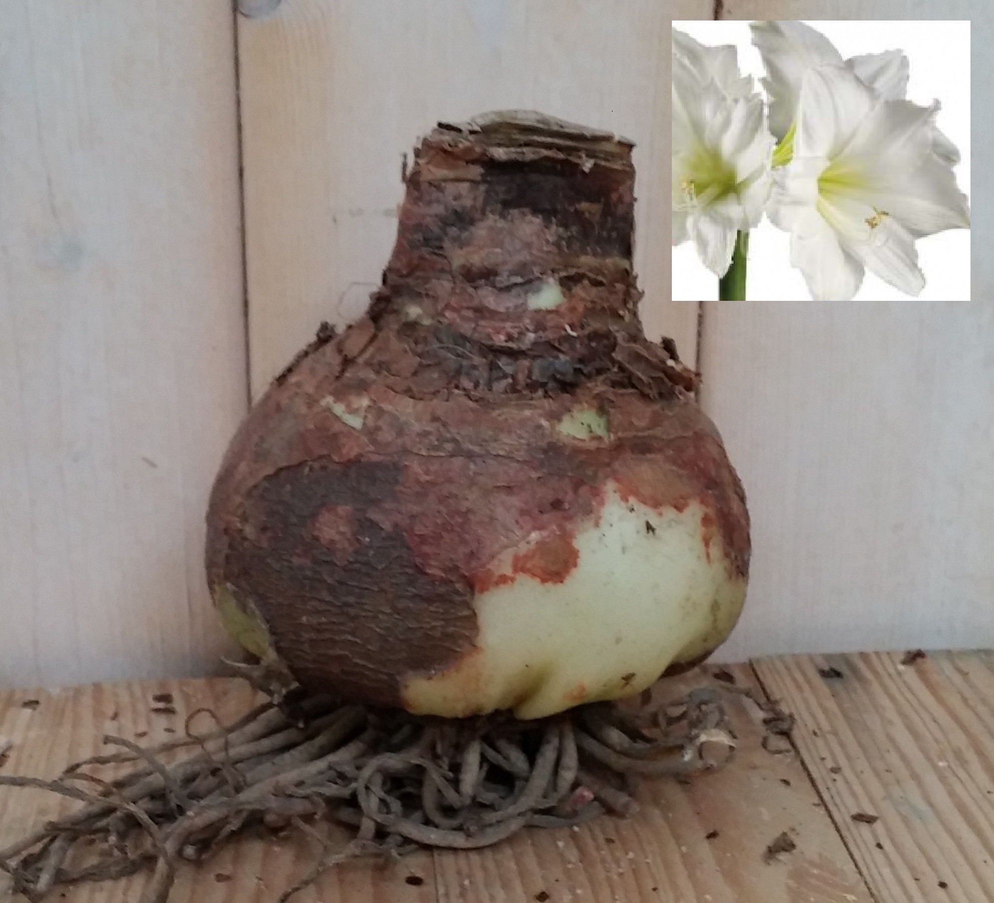 Amaryllis Jumbo Wit - Warentuin Natuurlijk