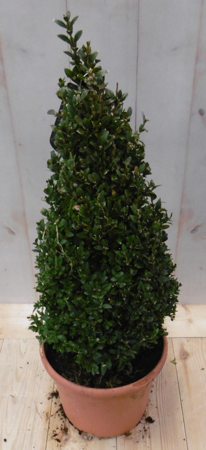 Buxus Piramide 50 cm