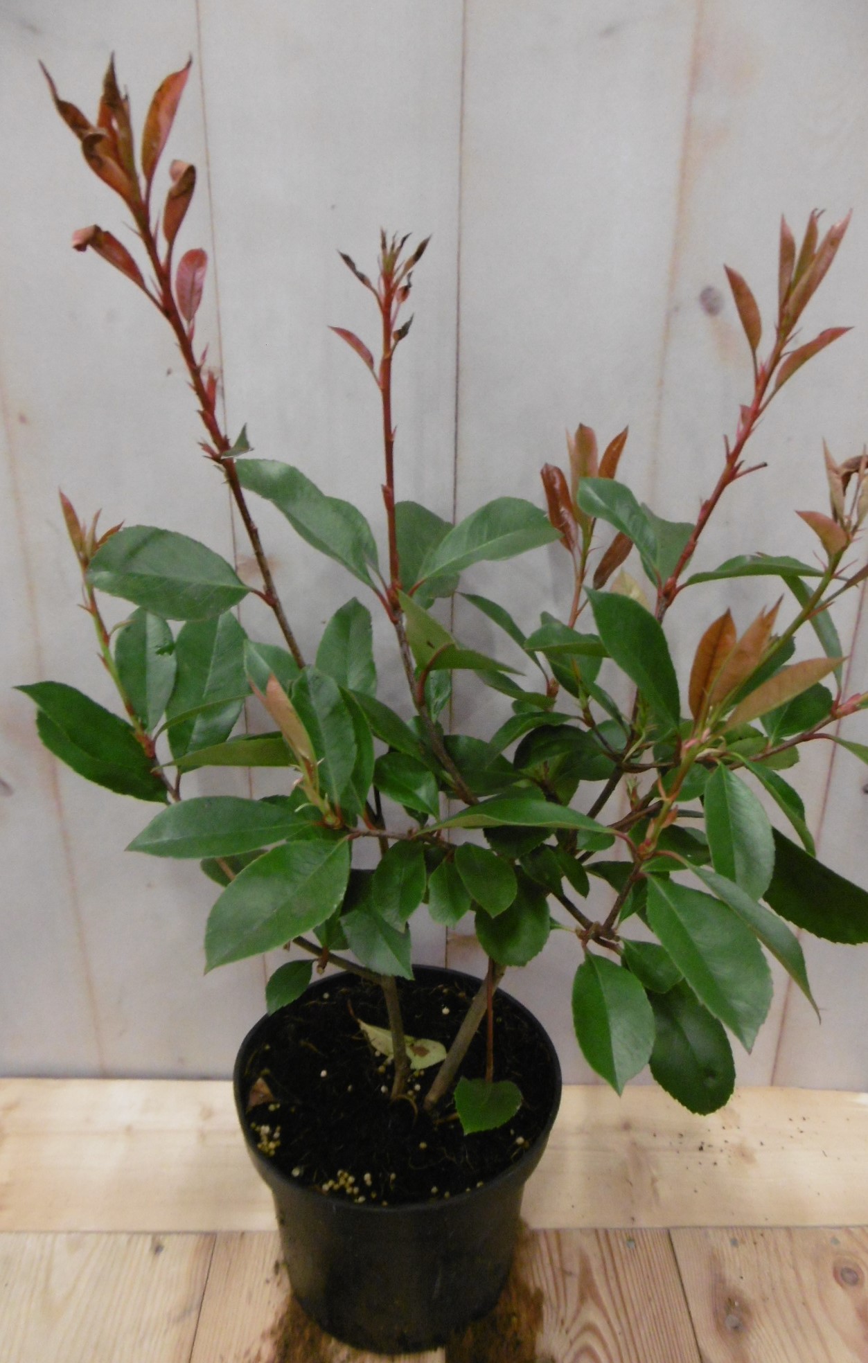 Photinia fraseri Red Robin rood 40 cm