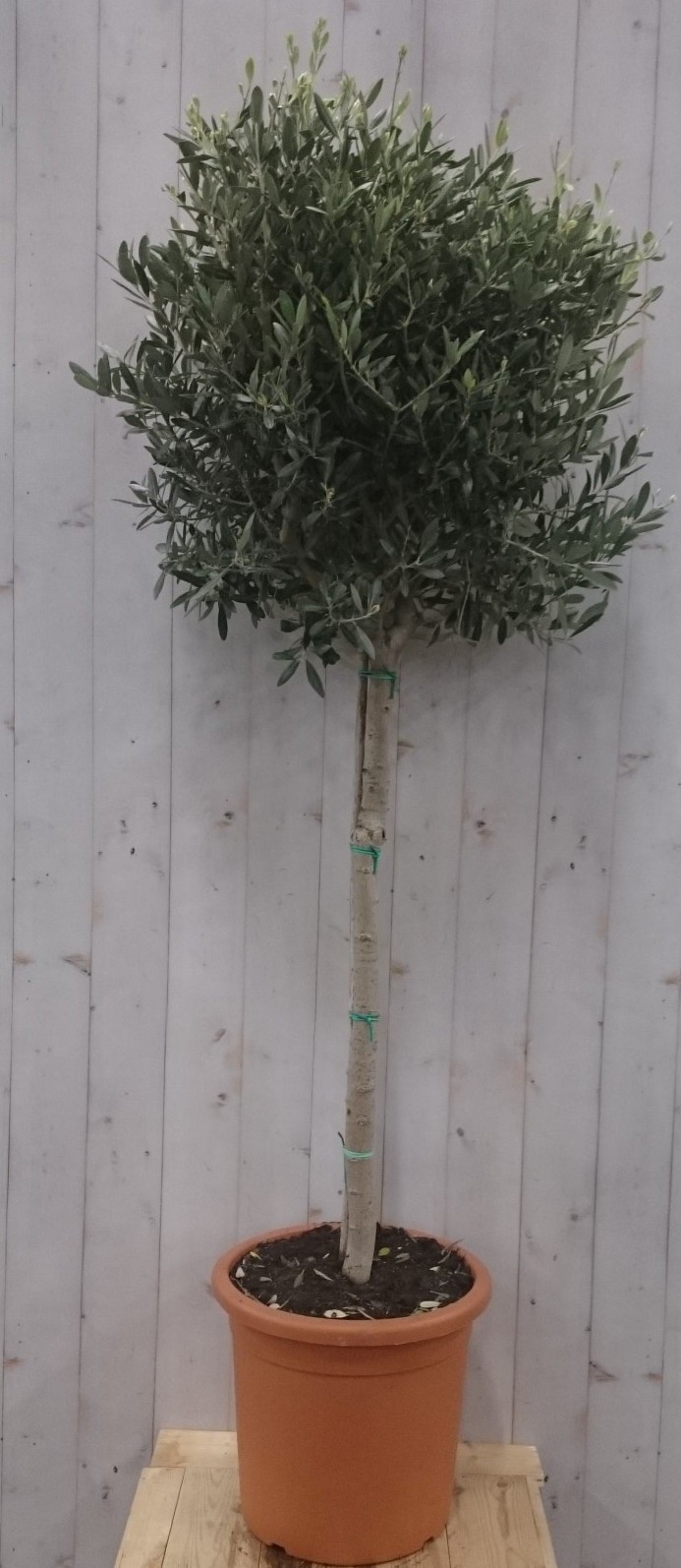 Olijfboom Olea stamhoogte 100 cm en boomhoogte 180 cm - Warentuin Natuurlijk