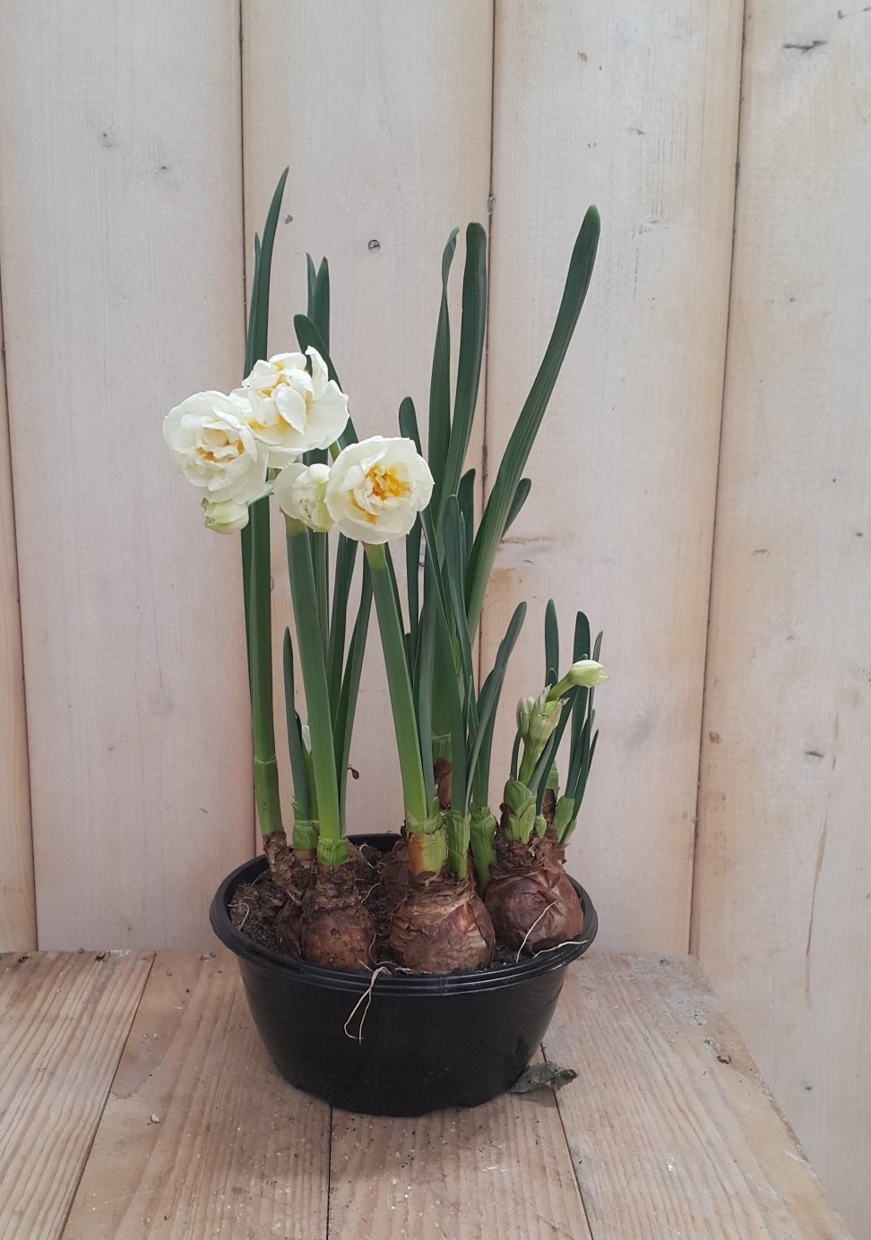 2 stuks! Narcis geurschaaltje - Warentuin Natuurlijk