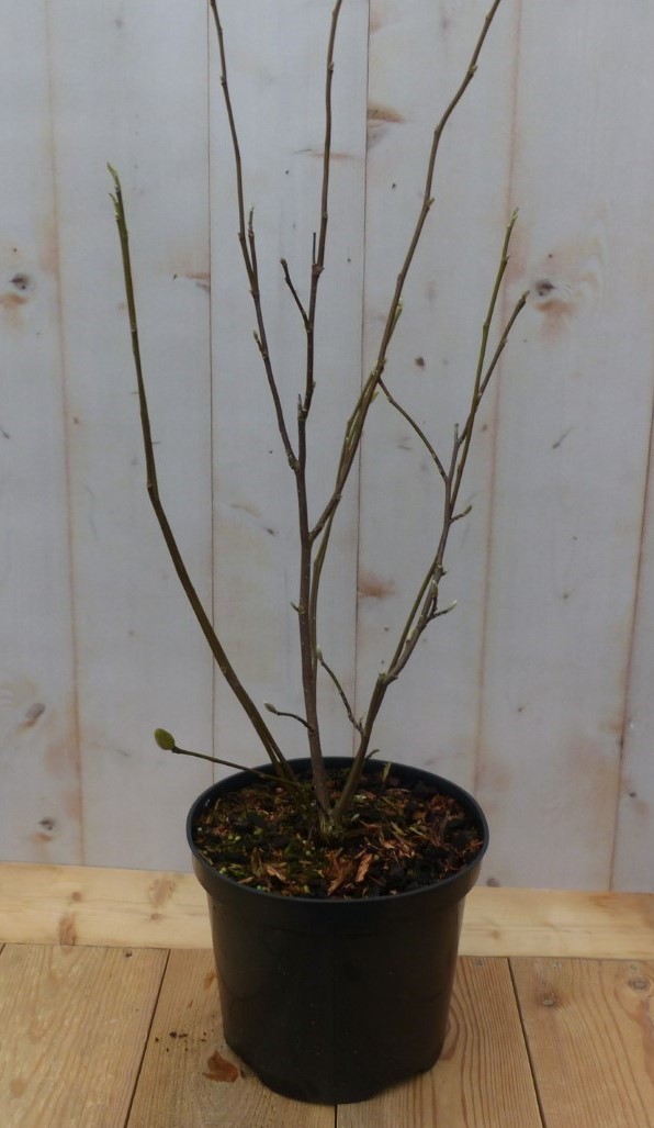 Magnolia Susan Tulpenboom Struikje 70 cmWarentuin Natuurlijk