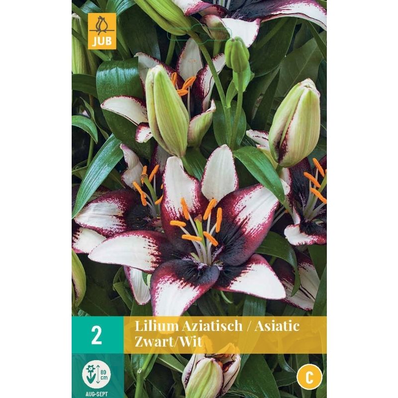 Lilium aziatisch Zwart-Wit - JUB