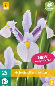 Iris hollandica Carmen - JUB