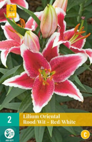 Lilium oriental Red/White - JUB