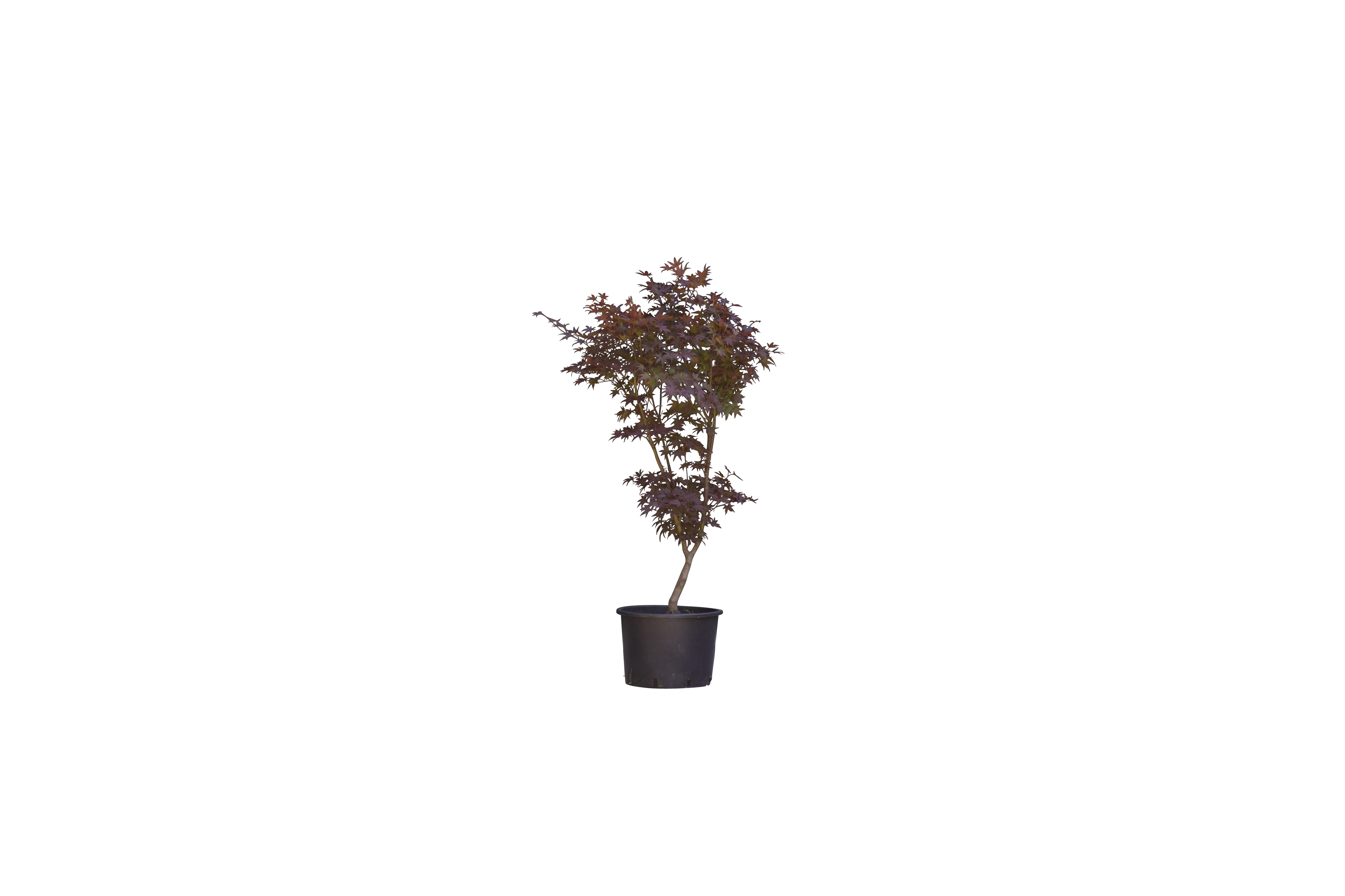 Rode Japanse esdoorn Bloodgood Acer palmatum Bloodgood 112,5 cm - Warentuin Natuurlijk