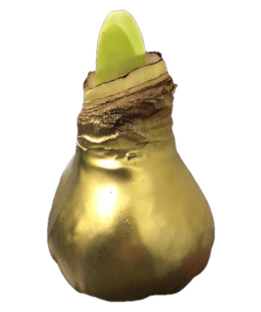 Amaryllisbol Goud/Geel in wax - Warentuin Natuurlijk
