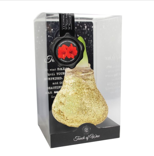 Bloembol Rode Amaryllis Wax kaarsvet Glitter Goud cadeauverpakking 'Zwart Karton' Kebol - Warentuin Natuurlijk