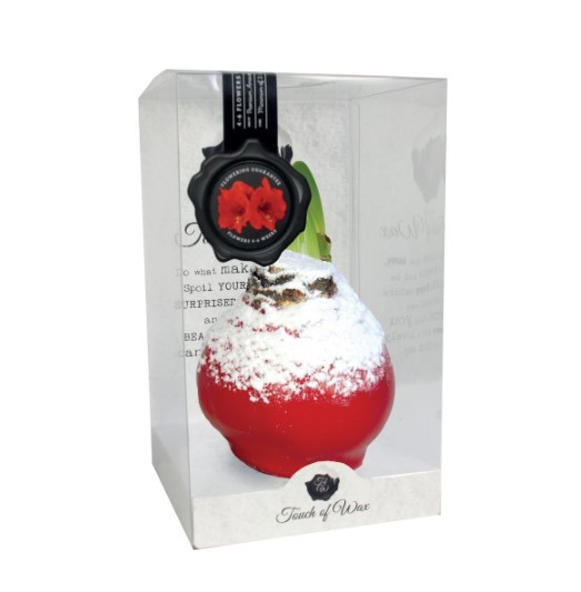 Bloembol Rode Amaryllis Wax kaarsvet Snow Rood cadeauverpakking 'Plastic' Kebol - Warentuin Natuurlijk