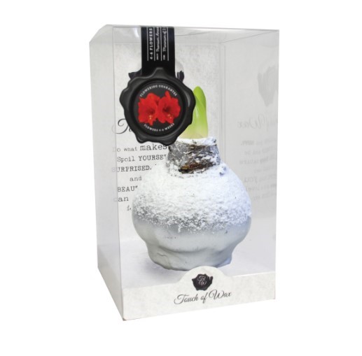 Bloembol Rode Amaryllis Wax kaarsvet Snow Zilver cadeauverpakking 'Plastic' Kebol - Warentuin Natuurlijk