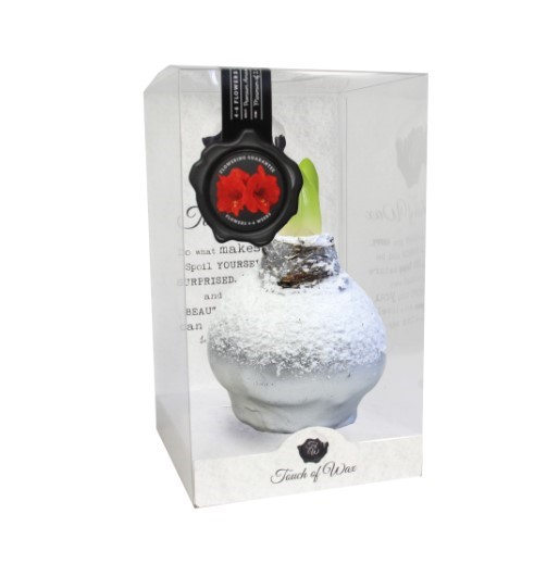 Bloembol Rode Amaryllis Wax kaarsvet Snow Zilver cadeauverpakking 'Zwart Karton' Kebol - Warentuin Natuurlijk