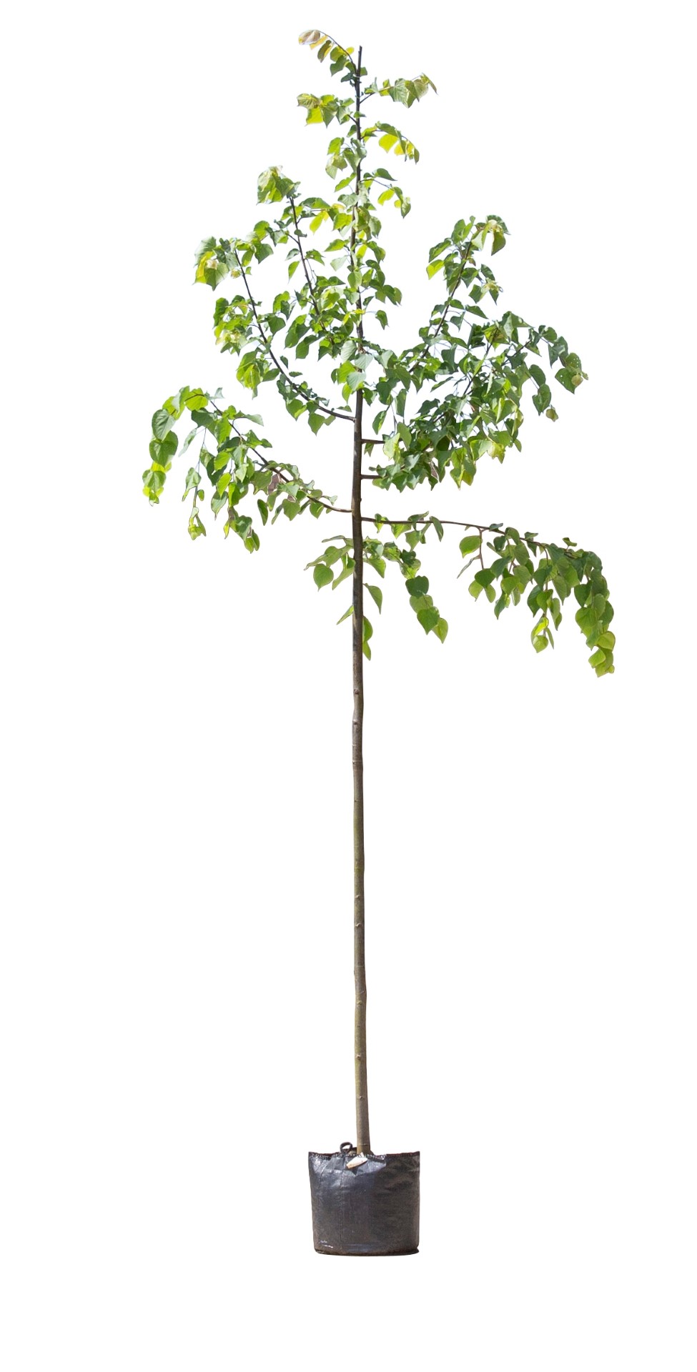 https://www.warentuin.nl/media/catalog/product/D/R/DROP8719325604979_warentuin_natuurlijk_bomeneen_vierdebomen_winterlinde_tilia_c_d3ee.jpg