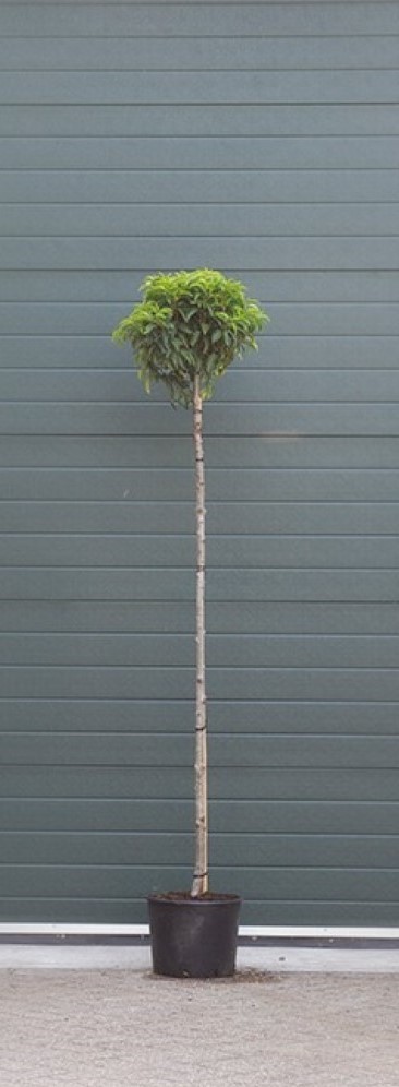 2 stuks! Portugese laurier bolvorm Prunus lusitanica h 210 cm st. omtrek 8 cm st. h 180 cm boom