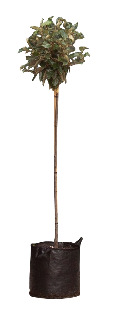 2 stuks! Olijfwilg Bolvorm Elaeagnus ebbingei h 135 cm st. omtrek 4,5 cm st. h 90 cm boom