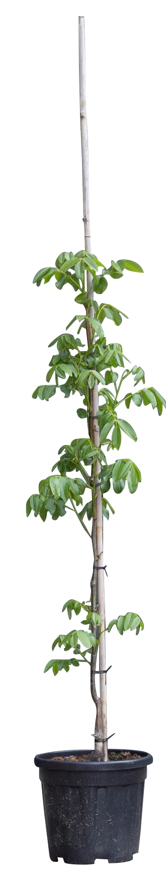 2 stuks! Walnotenboom Lange van Lod Juglans regia Lange van Lod h 137,5 cm st. omtrek 1,5 cm boom
