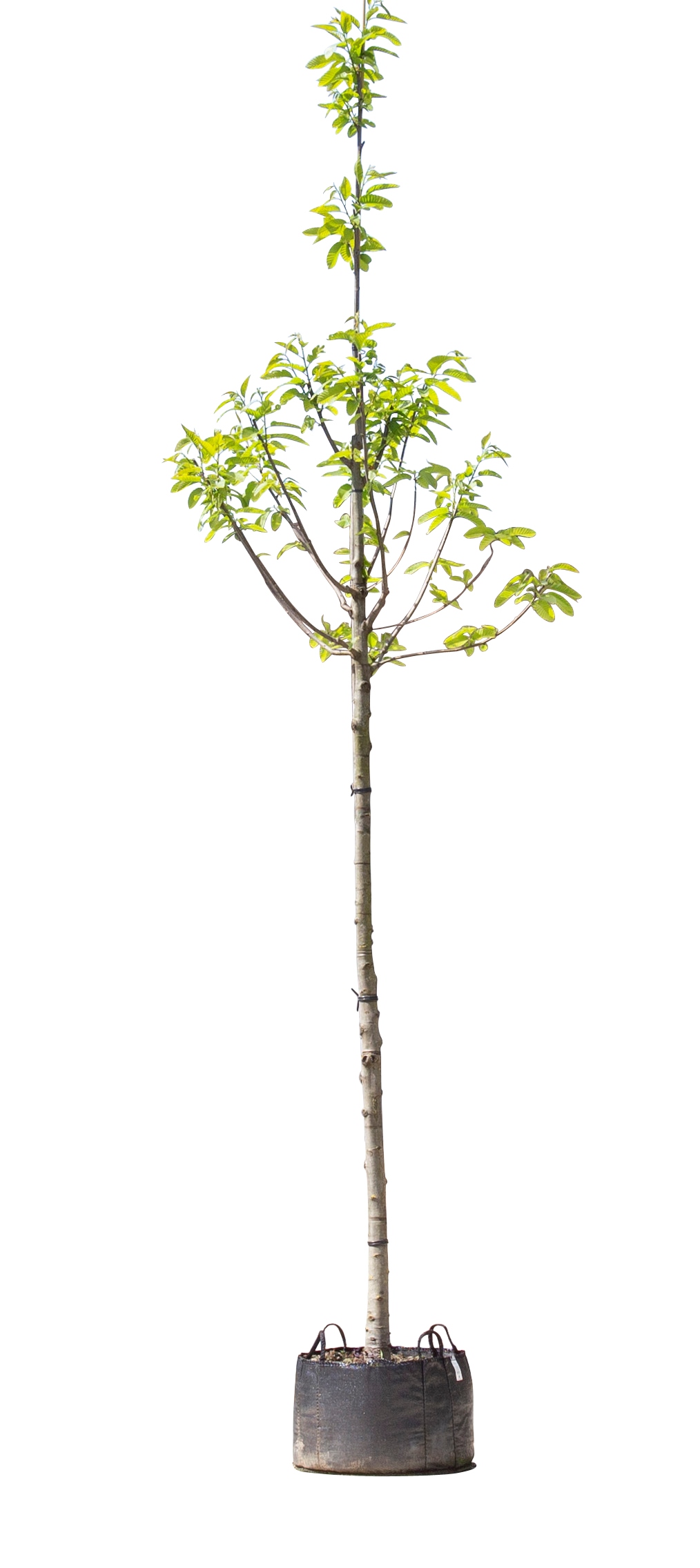 Tamme kastanje boom - Castanea sativa 400 - 500 cm totaalhoogte (14 - 18 cm stamomtrek)