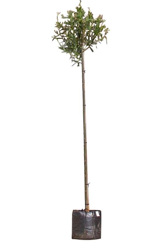 2 stuks! Knotwilg Salix alba KNOT h 260 cm st. omtrek 8 cm st. h 190 cm boom