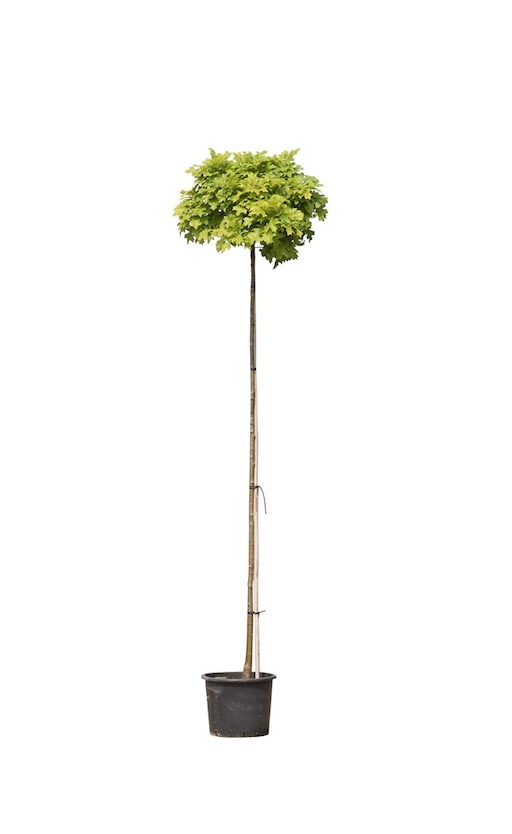 Bomenbezorgd.nl - Boom - Bol Moeraseik - Stamhoogte 200 cm (6-10 cm stamomtrek) - ‘Quercus pal. 'Green Dwarf'’