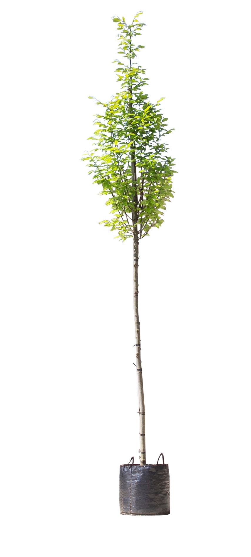 https://www.warentuin.nl/media/catalog/product/D/R/DROP8719325725933_warentuin_natuurlijk_zuilbomen_zuil_haagbeuk_carpinus_betulus_2e3e.jpg