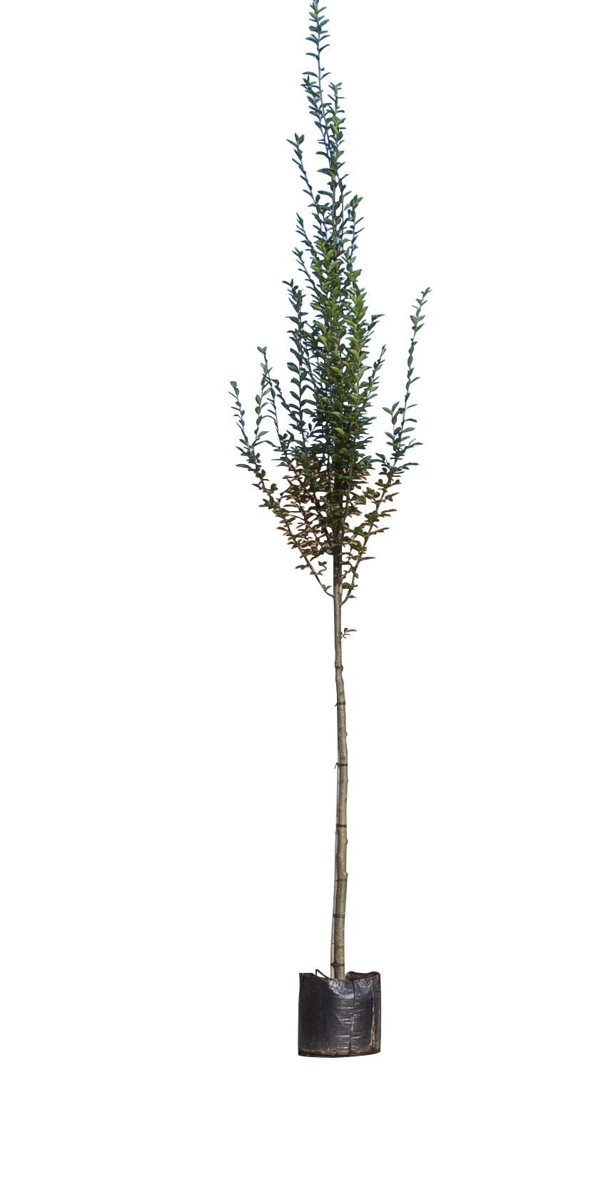 https://www.warentuin.nl/media/catalog/product/D/R/DROP8719325725940_warentuin_natuurlijk_zuilbomen_zuil_haagbeuk_carpinus_betulus_bd1d.jpg