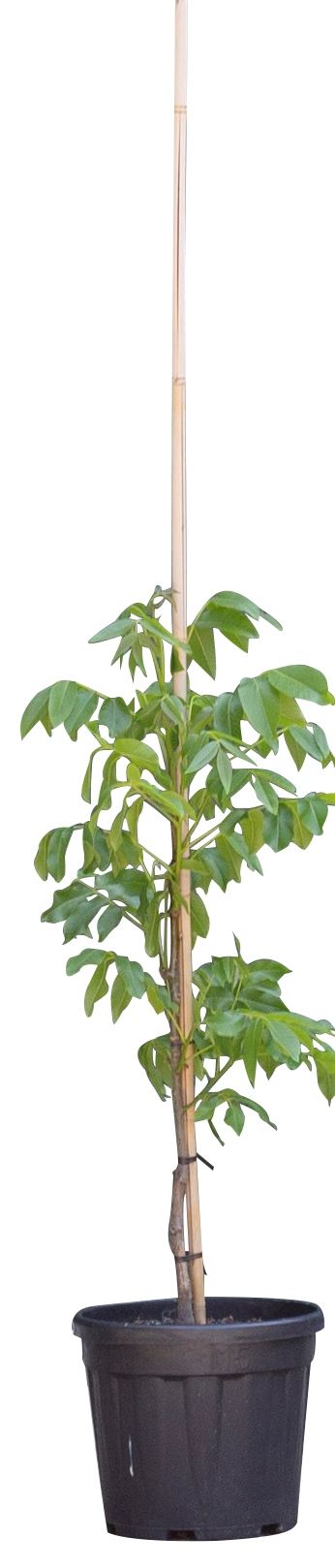 2 stuks! Walnotenboom Lange van Lod Juglans regia Lange van Lod h 90 cm st. omtrek 1,5 cm boom