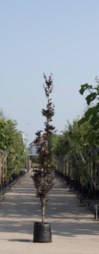 2 stuks! Rode zuilbeuk Fagus sylvatica Dawyck Purple h 250 cm st. omtrek 6 cm st. h 30 cm boom