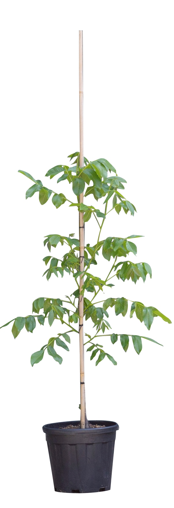 2 stuks! Walnotenboom Lange van Lod Juglans regia Lange van Lod h 112,5 cm st. omtrek 1,5 cm boom