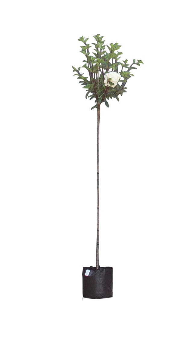 Hortensia 'Vanilla Fraise' hoogstam - ‘Hydrangea pan. Vanilla Fraise’ 180 cm stamhoogte (6 - 8 cm stamomtrek)