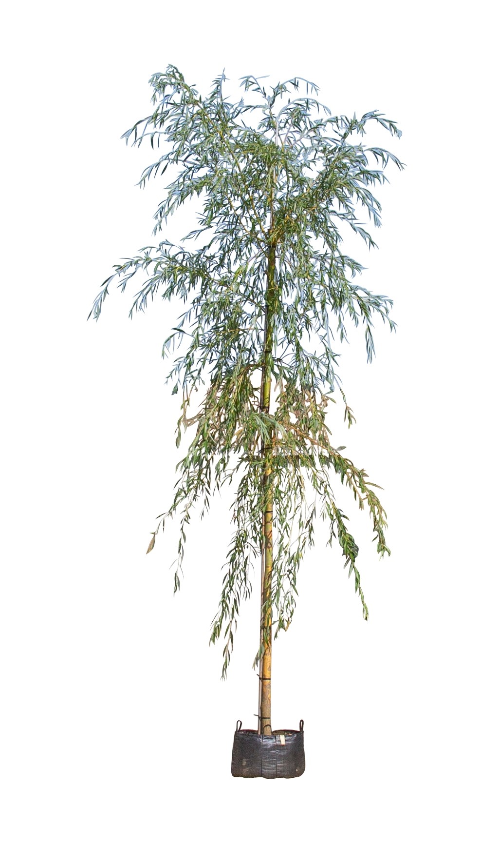 treurwilg Salix sepulcralis Chrysocoma h 425 cm st. omtrek 22,5 cm st. h 230 cm - Warentuin Natuurlijk