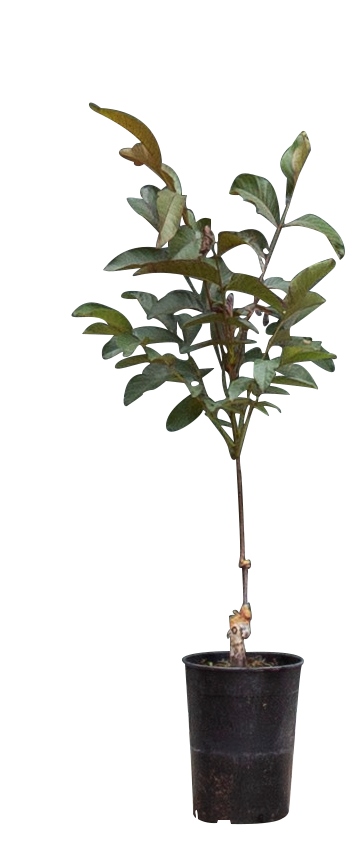 2 stuks! Roodbladige walnotenboom Juglans r. Purpurea h 65 cm st. omtrek 1 cm boom