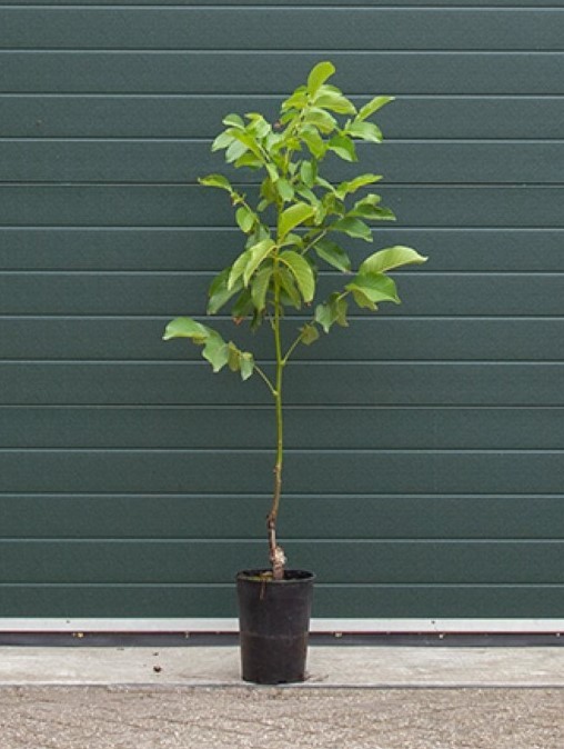 2 stuks! Walnotenboom Coenen Juglans r. Coenen h 100 cm st. omtrek 1 cm boom - Warentuin Natuurlijk