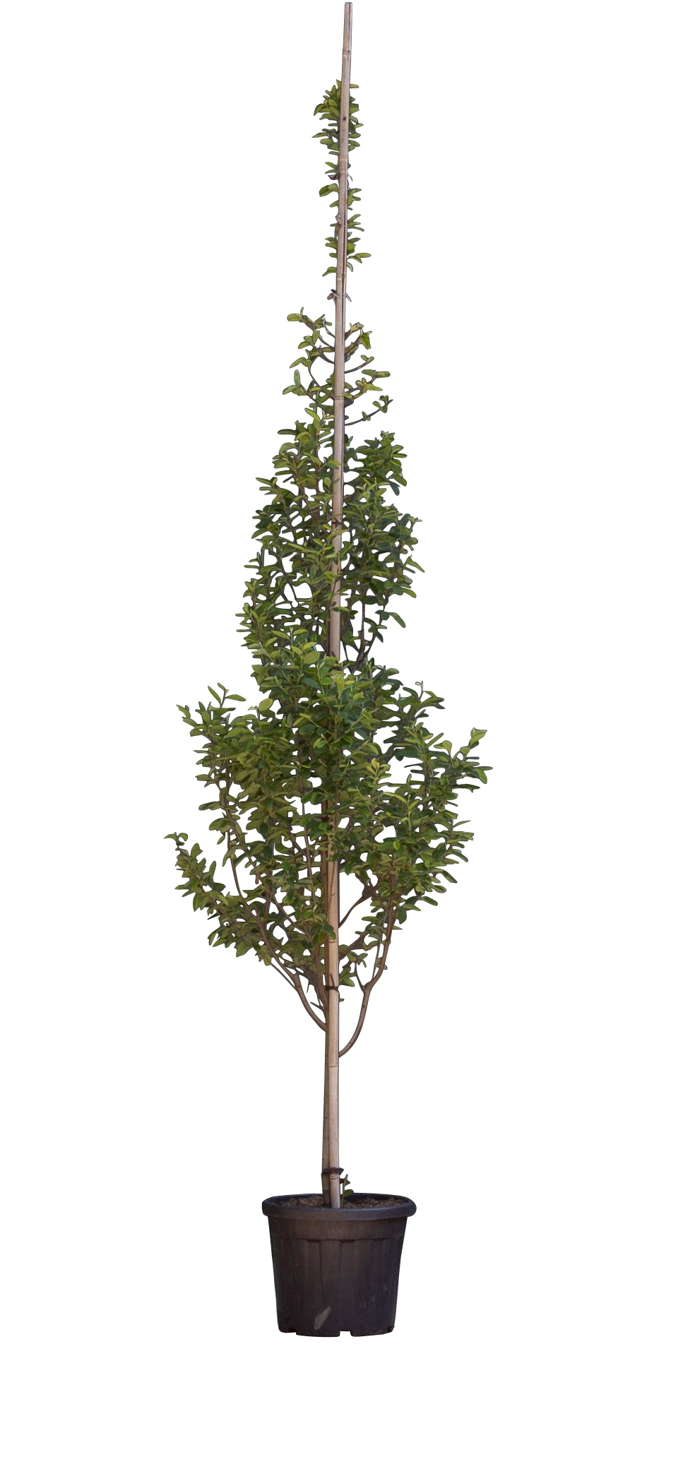 Zuil krentenboom (laagstam) Amelanchier can. Rainbow Pillar h 250 c...