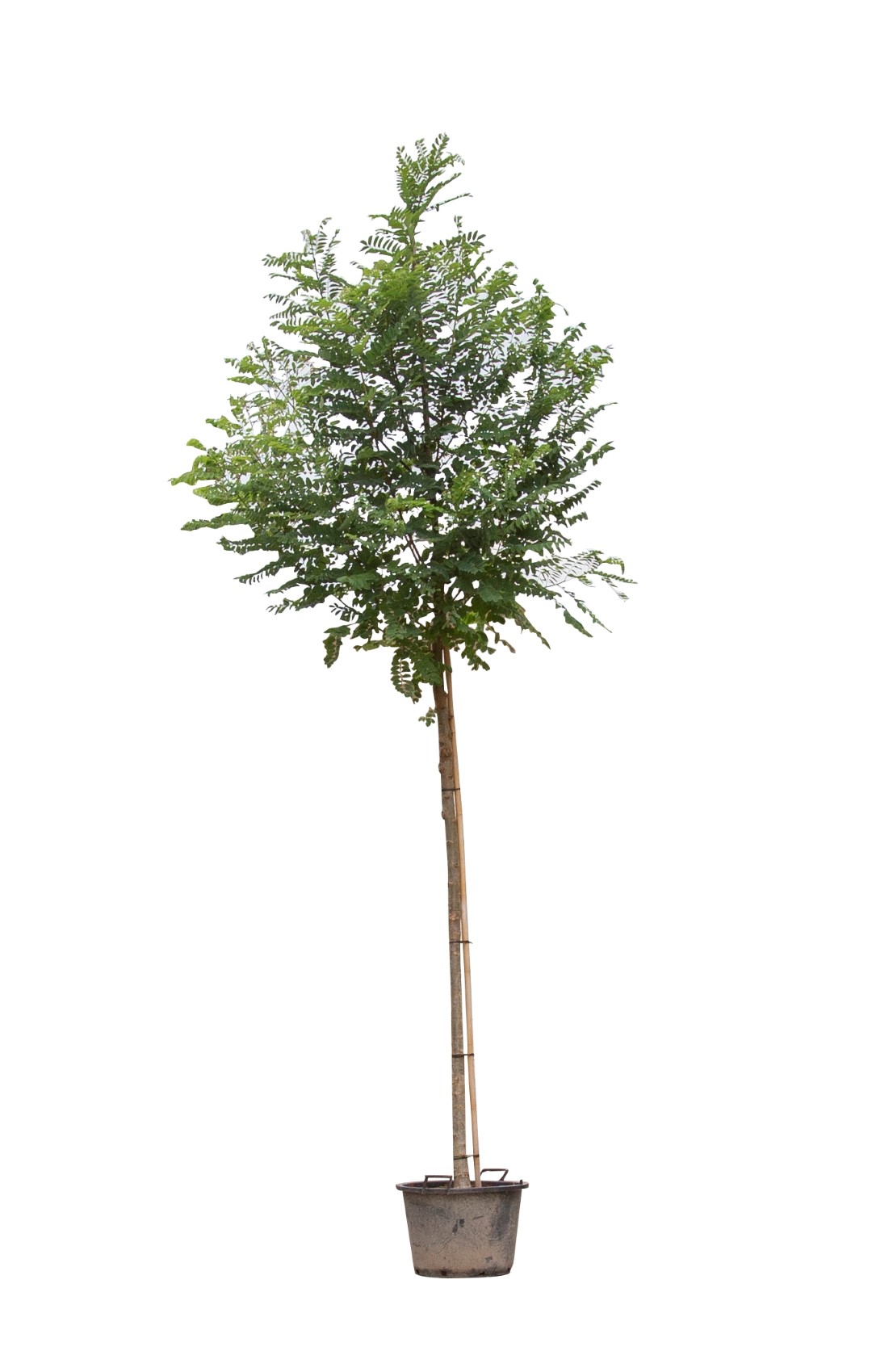 Valse acacia Bessoniana Robinia ps. Bessoniana h 350 cm st. omtrek 12 cm - Warentuin Natuurlijk