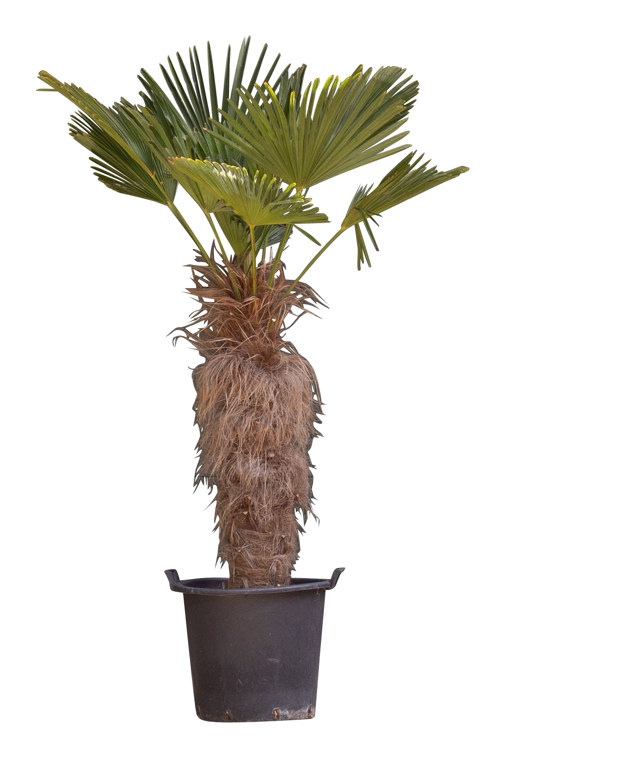 Wagner palm - 'Trachycarpus wagnerianus' (80-100 cm stamhoogte)