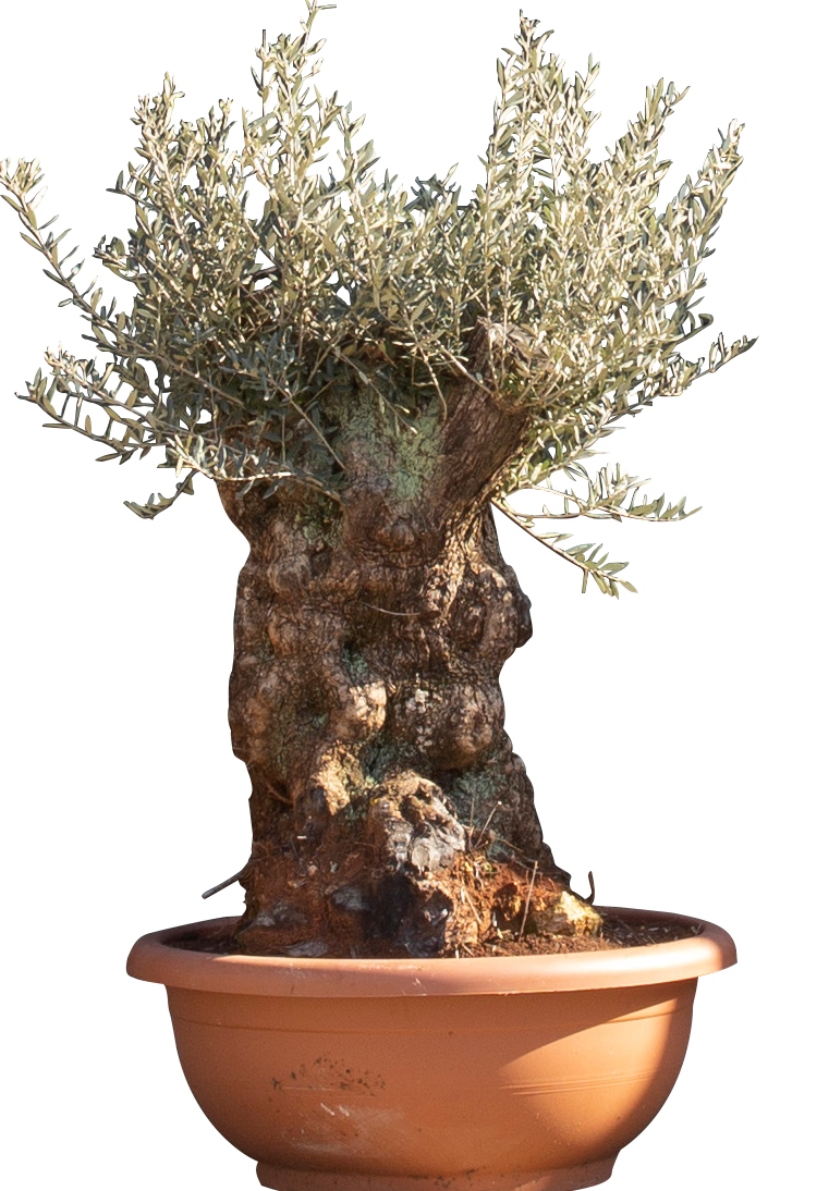 Olijfboom Bonsai decoschaal Olea europaea 110 cmWarentuin Natuurlijk