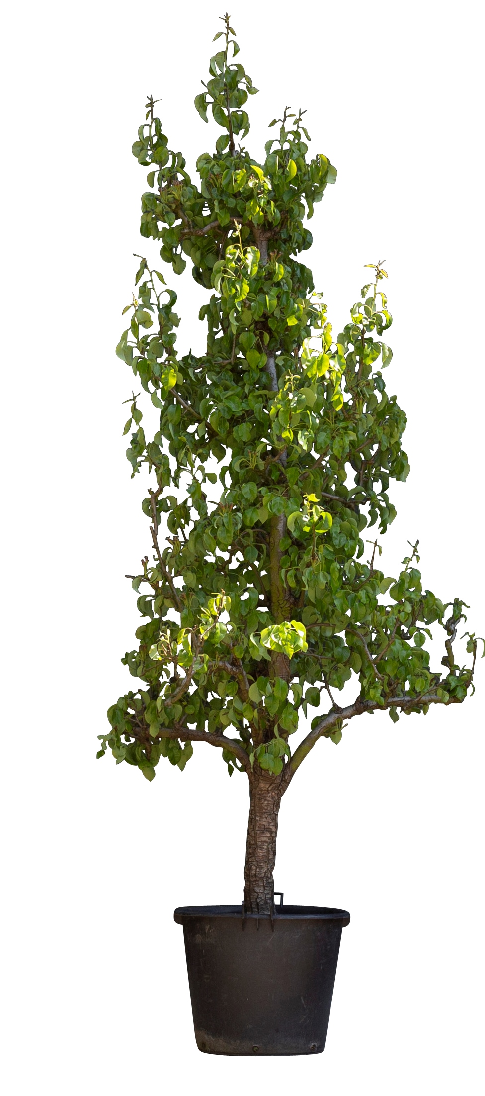 Oude perenboom 'Conference' 16 - 18 cm stamomtrek 200 - 250 cm totaalhoogte