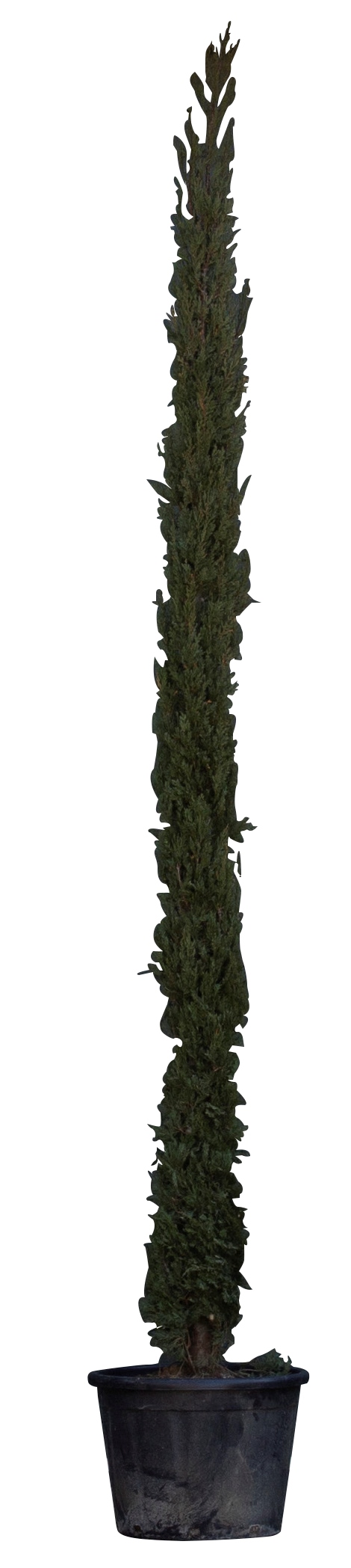 Italiaanse cipresboom - 'Cupressus sempr. 'Pyramidalis' 300-350 cm totaalhoogte