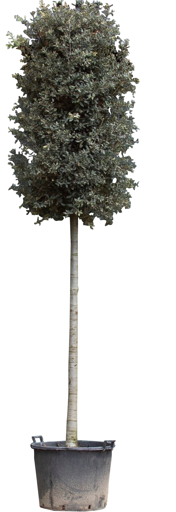Steeneik Quercus ilex 412,5 cmWarentuin Natuurlijk