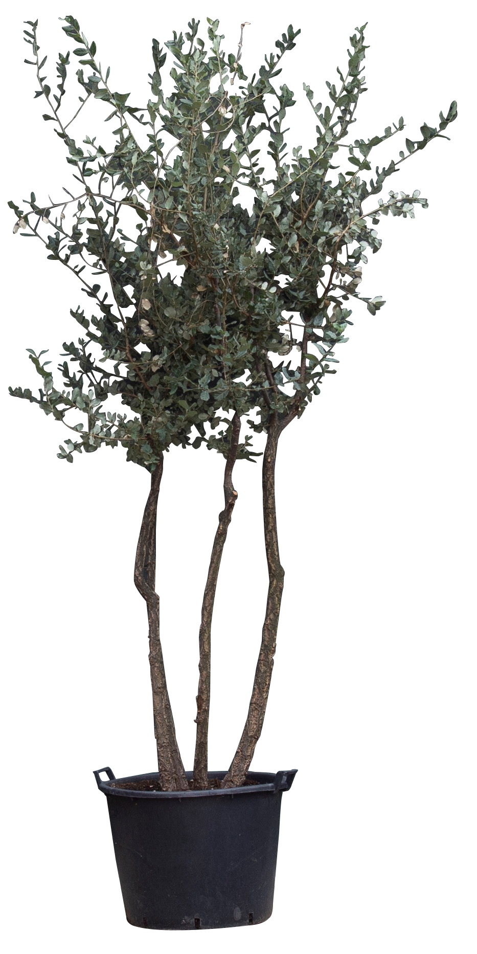 Kurkeik multistam ‘Quercus suber’  totaalhoogte 200-250 cm