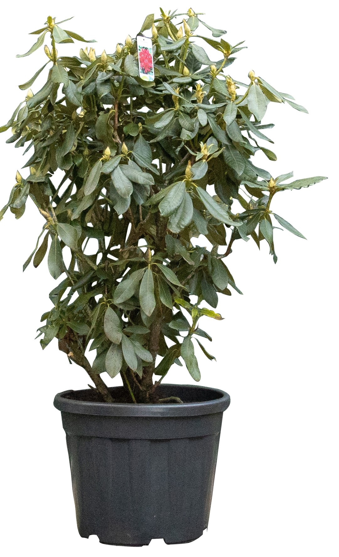 Rhododendron Nova Zembla Totaalhoogte 100-120 cm