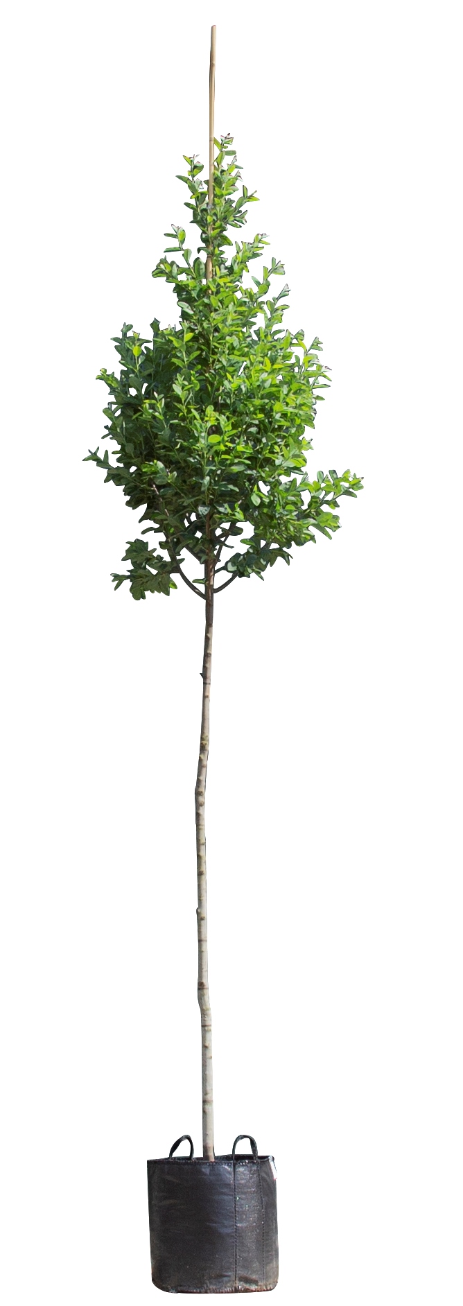 Zuil krentenboom Amelanchier can. Rainbow Pillar 350 cm - Warentuin Natuurlijk