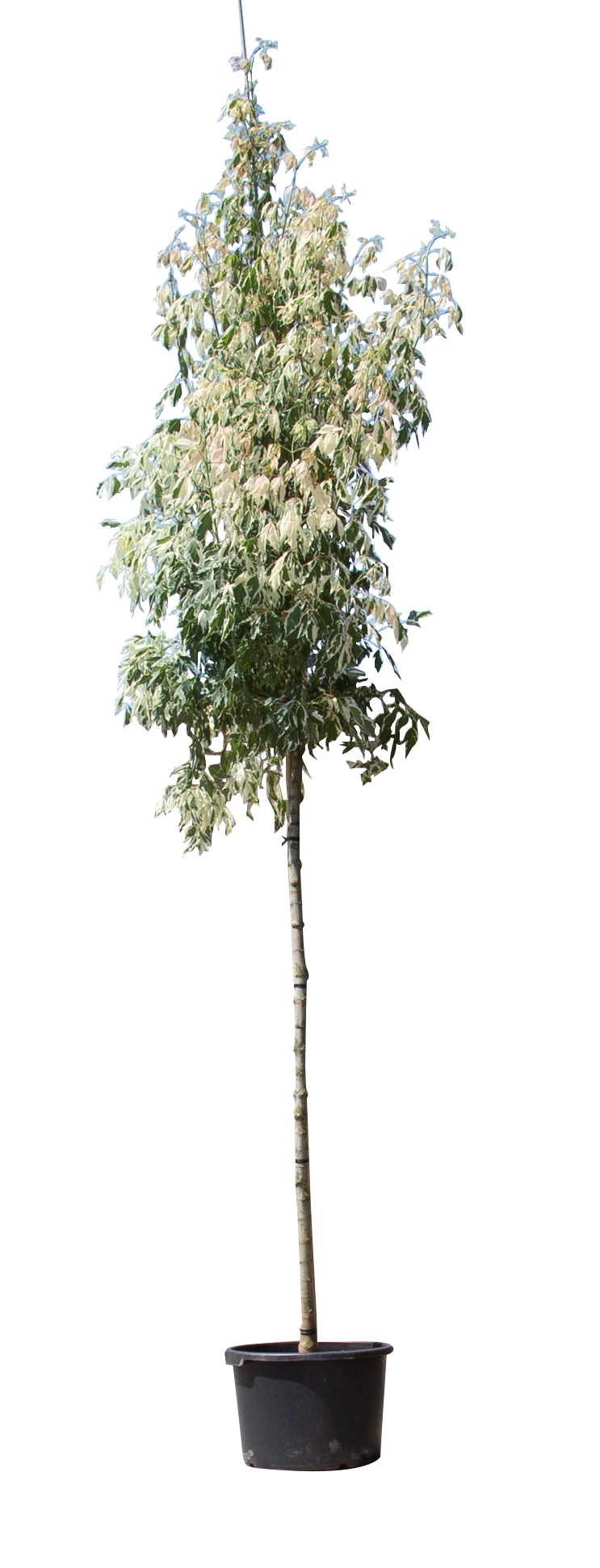 Bonte vederesdoorn hoogstam Acer neg, Flamingo 350 cm