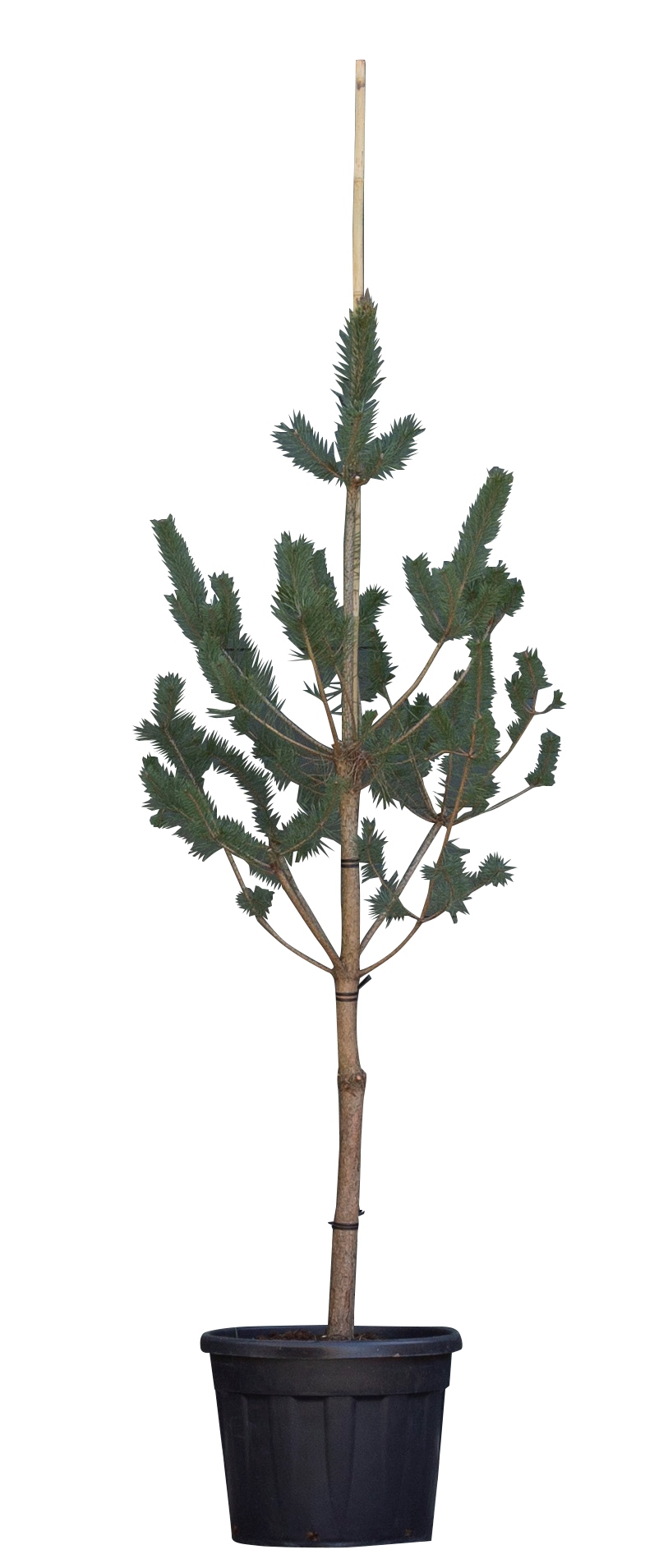 Grove Den Pinus sylvestris 212,5 cm