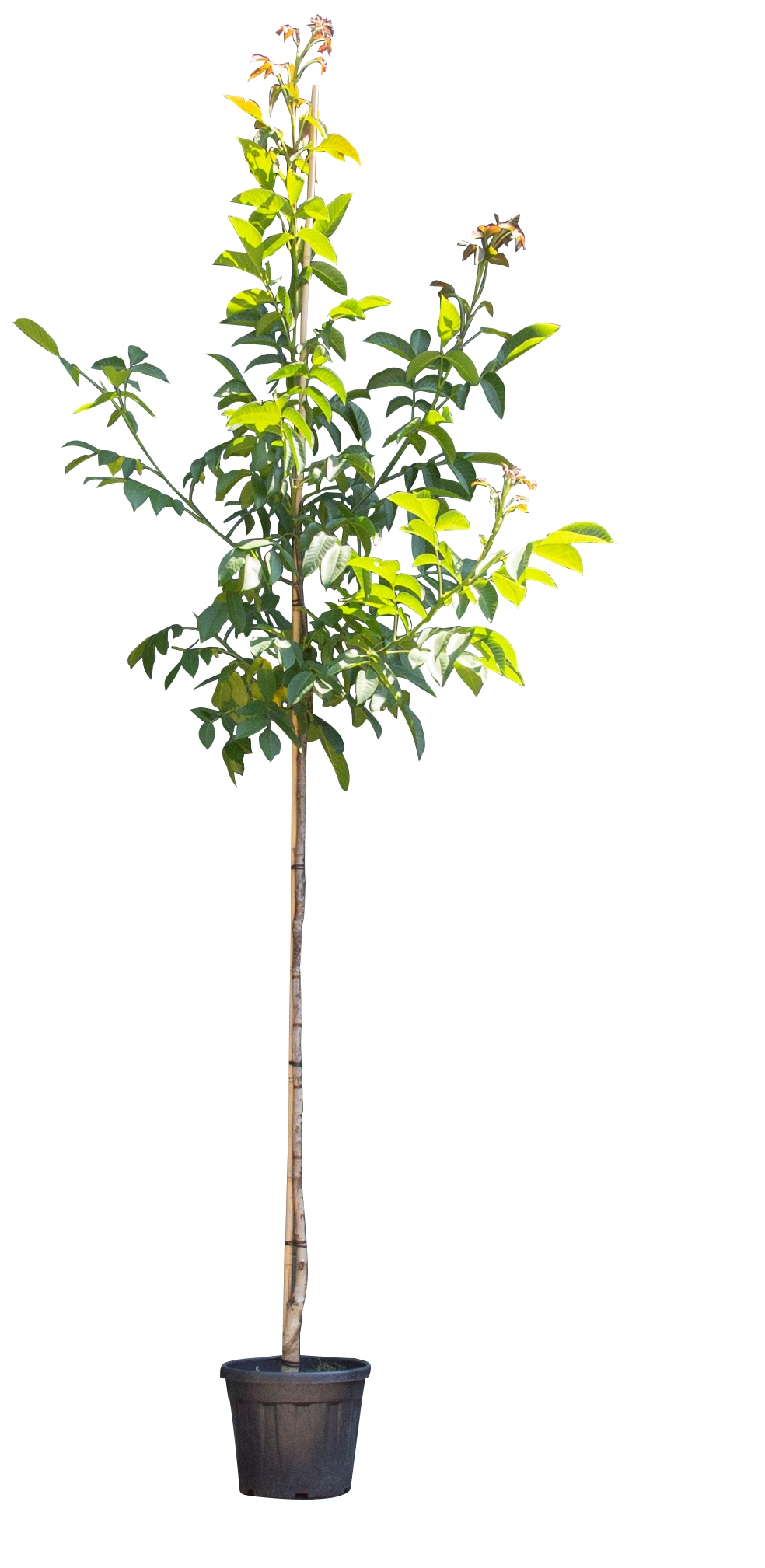 Walnotenboom Lange van Lod Juglans regia 'Lange van Lod' 325 cm - Warentuin Natuurlijk