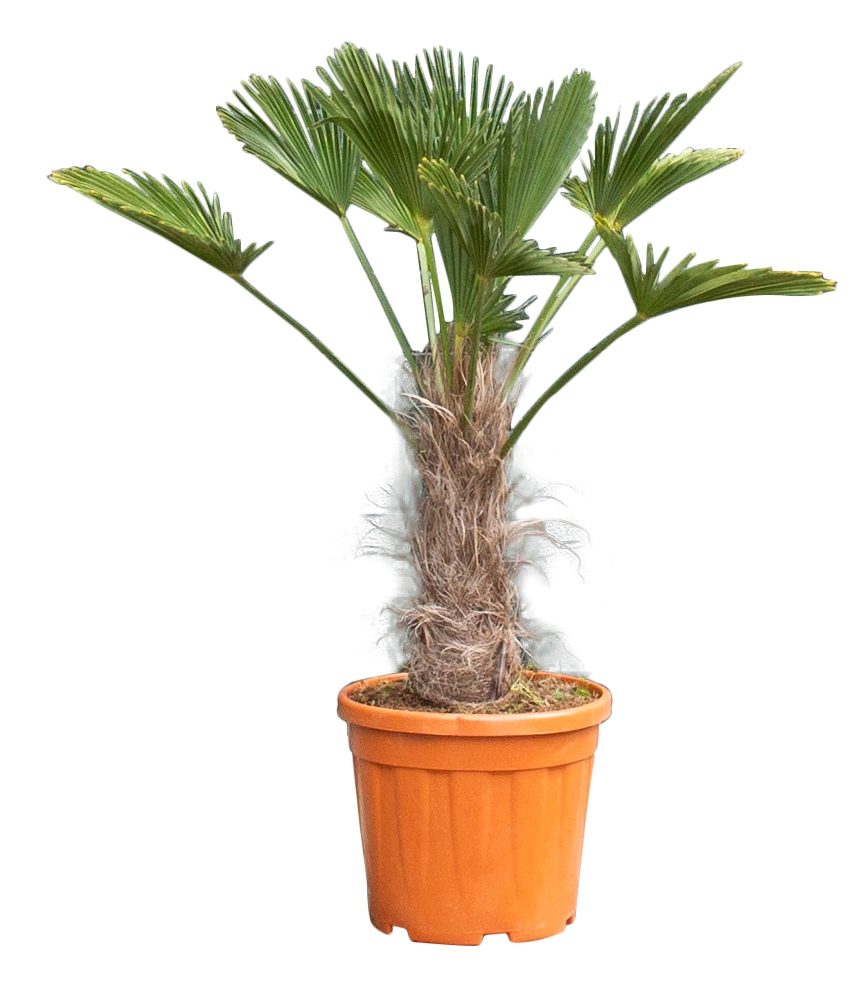 2 stuks! Wagner palm 15 cm stamhoogte Trachycarpus Wagenrianus 55 c...