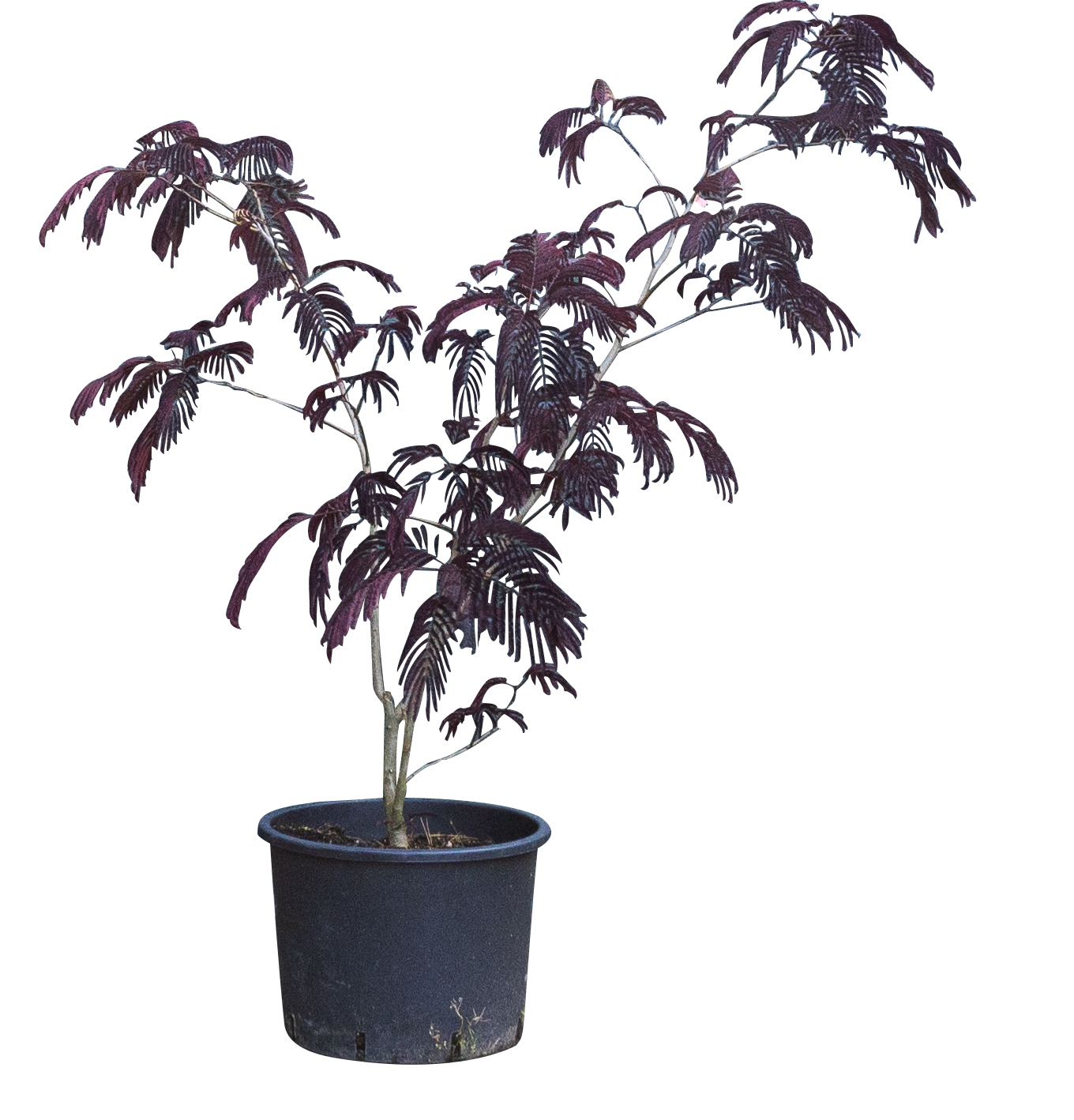 Rode Perzische slaapboom solitair Albizia julibrissin Summer chocolate 137,5 cm