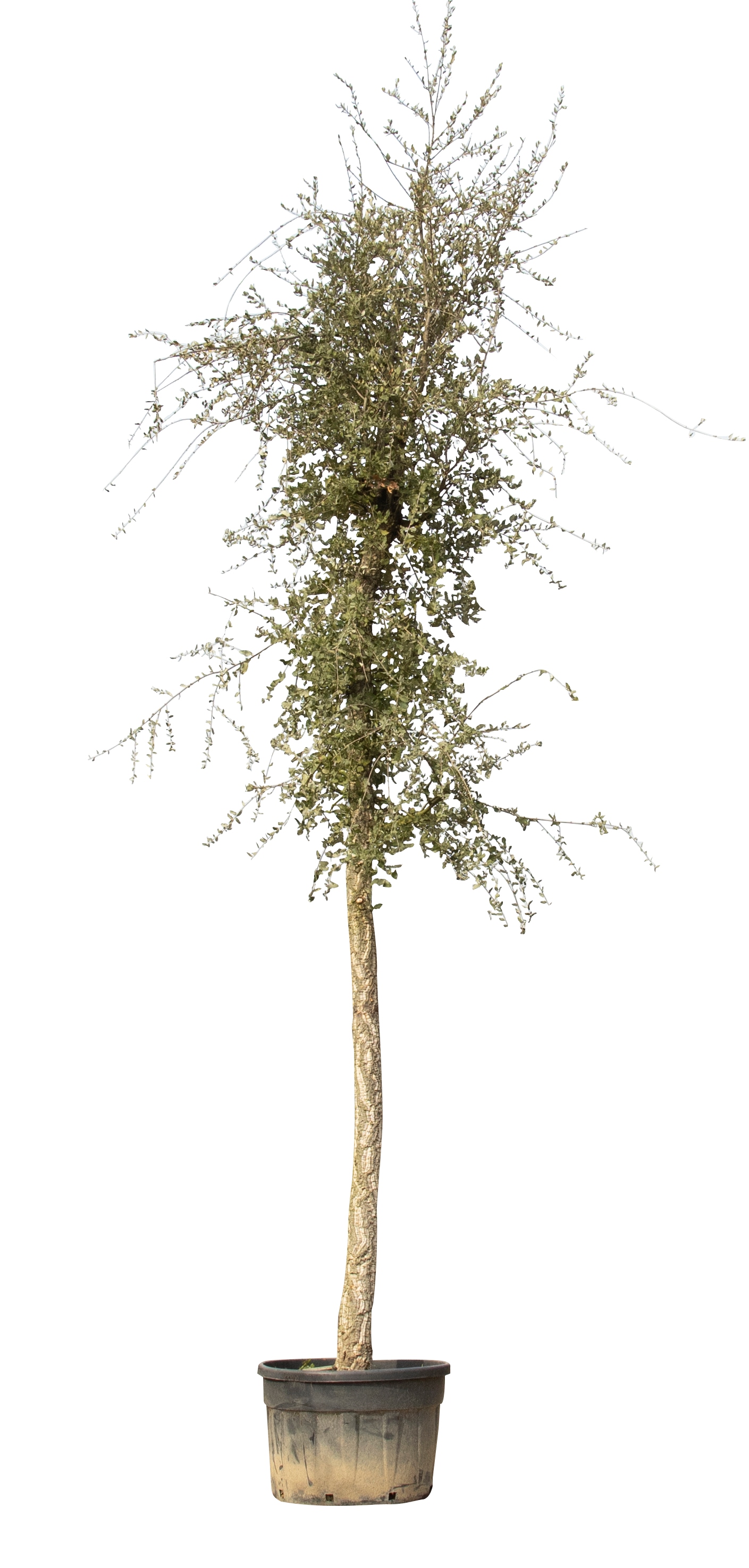 Kurkeik volgroeid Quercus suber 625 cmWarentuin Natuurlijk