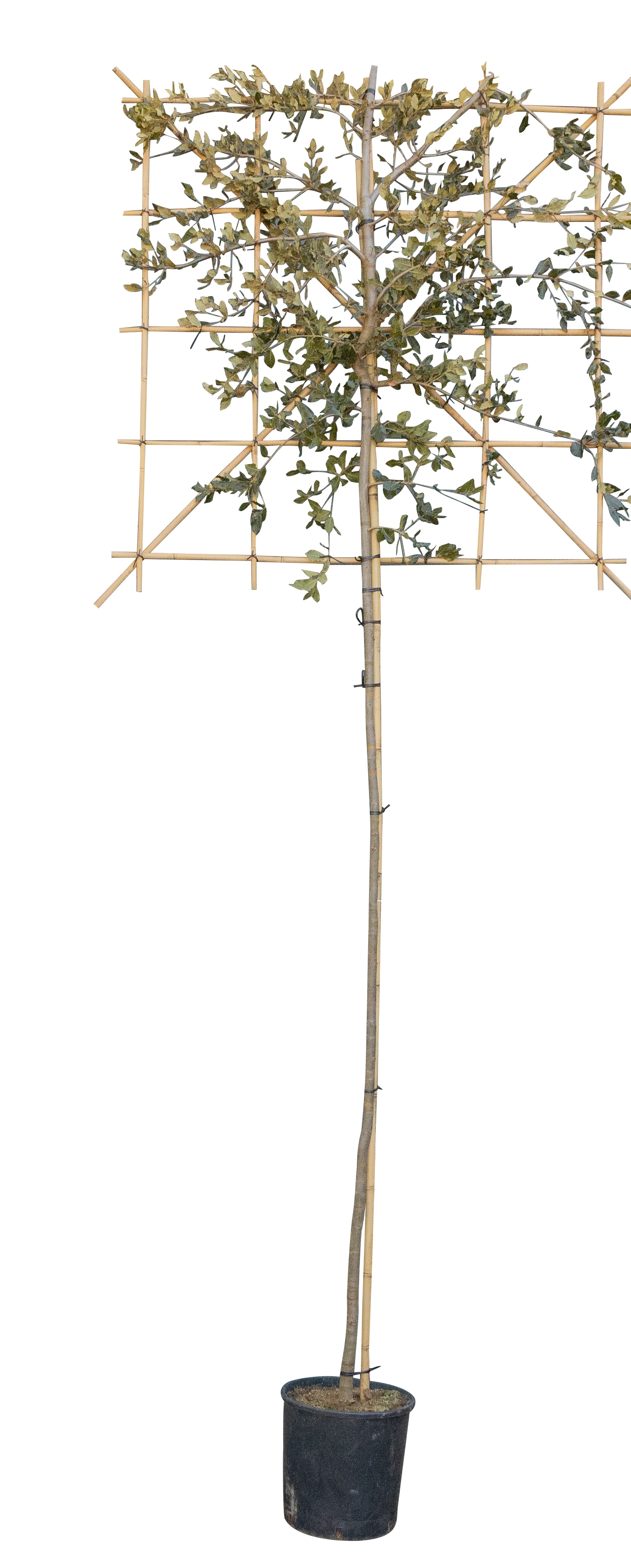 Steeneik leiboom 200 cm Quercus ilex 320 cm - Warentuin Natuurlijk