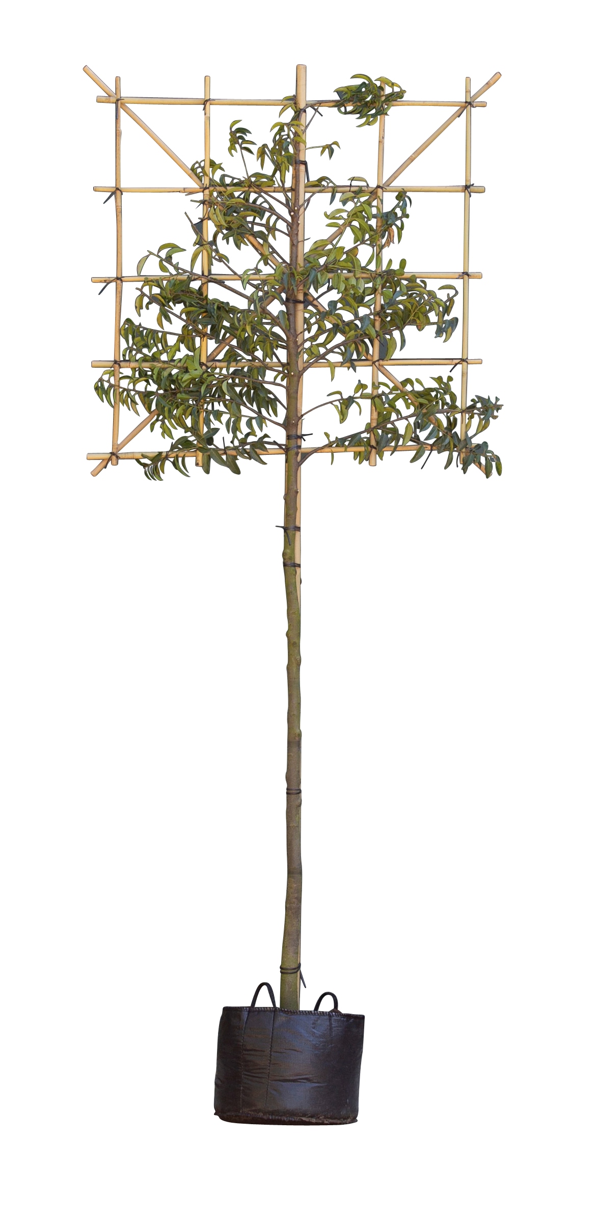 Portugese laurier leiboom 200 cm Prunus lusitanica 320 cm leirek 120x150 cm - Warentuin Natuurlijk