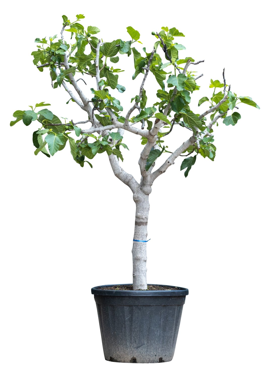 Vijgenboom 30/35 cm Ficus Carica 300 cm